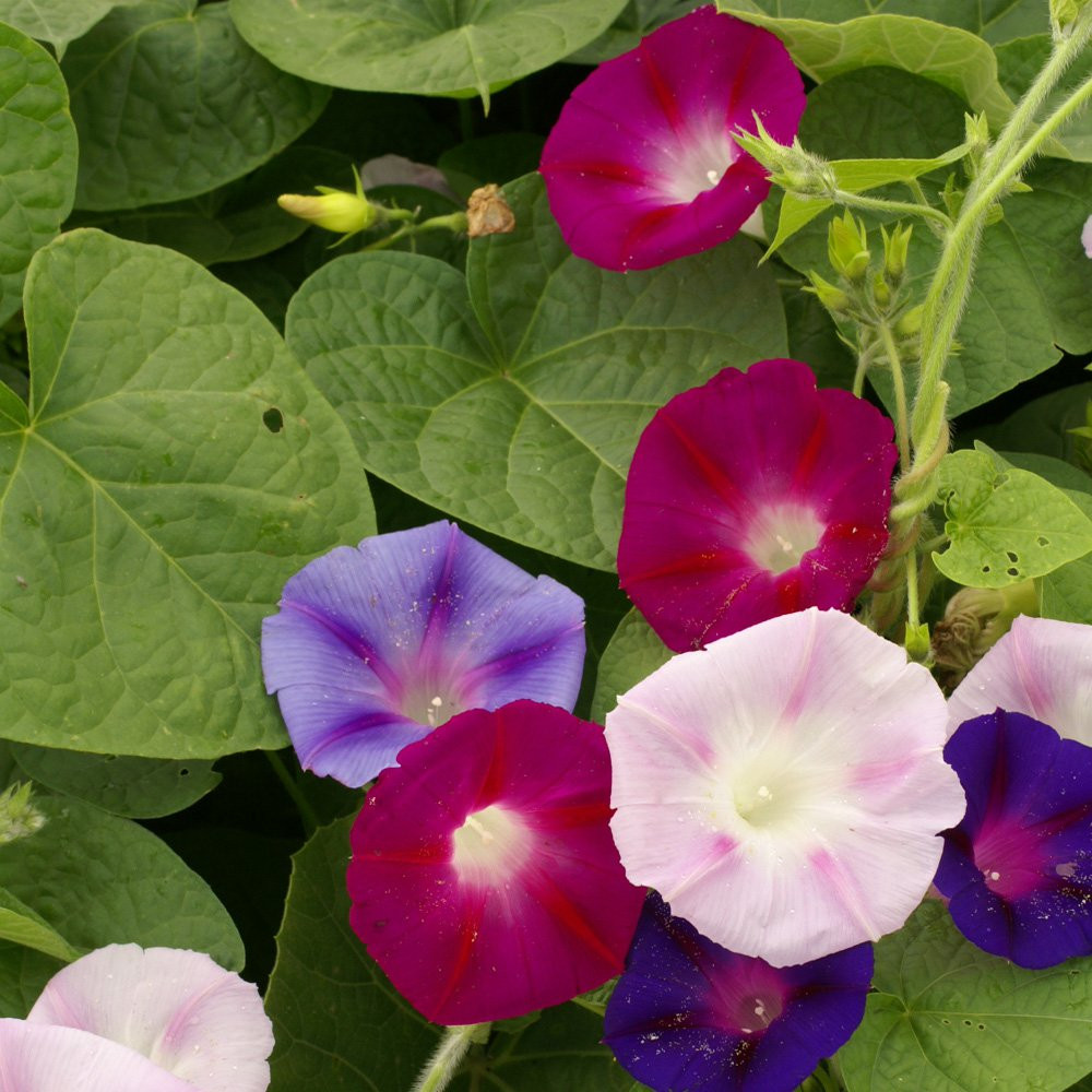 IPOMEA PERPUREA FLOWER SEEDS