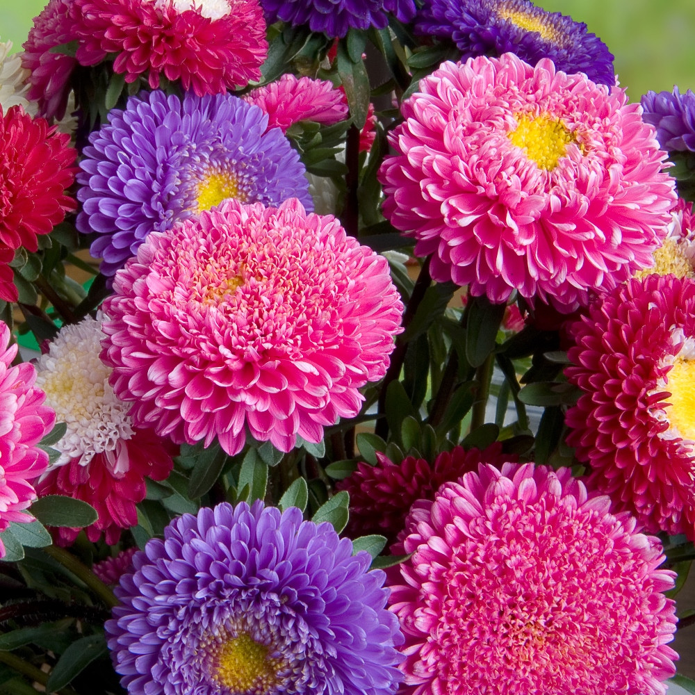 ASTER FLOWER SEEDS