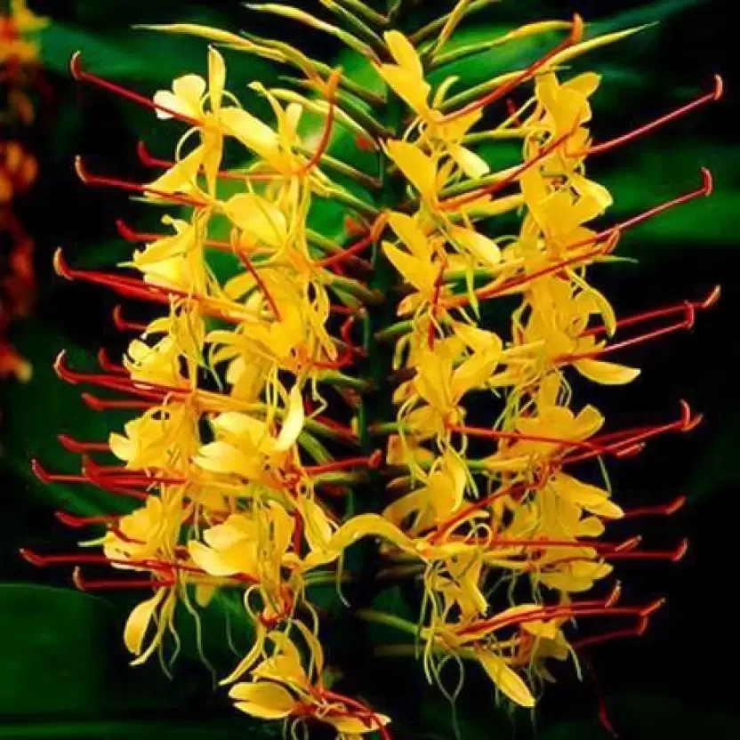 HEDYSCHUM YELLOW FLOWER BULBS (PACK OF 10 PC)