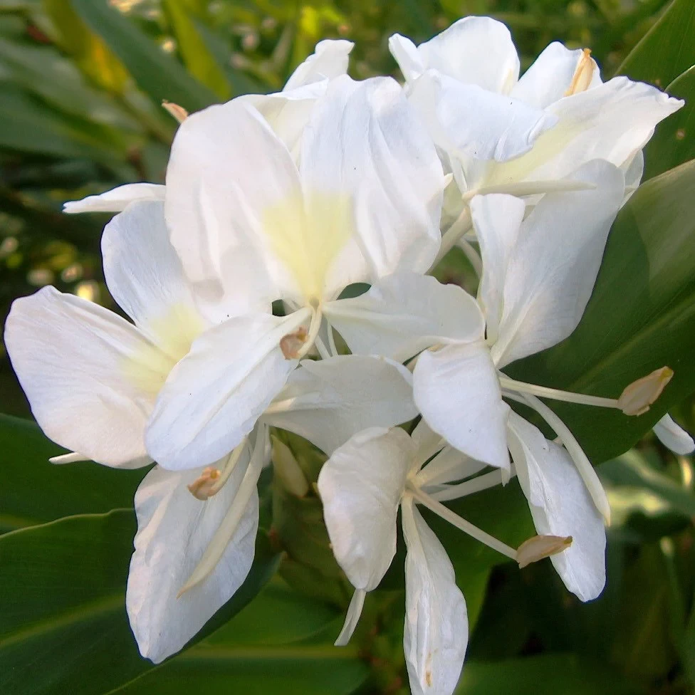 HEDYSCHUM WHITE FLOWER BULBS (PACK OF 10 PC)