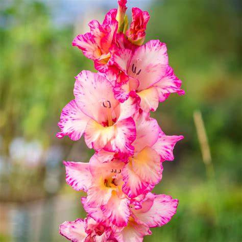 GLADIOLUS-PRISCILLA, VARIETY FLOWER BULBS (PACK OF 20 PCS)