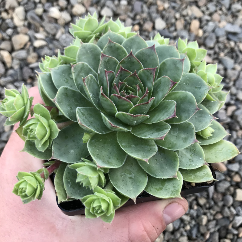 SEMPERVIVUM LIVE SUCCULENT PLANT (PACK OF 1 PLANT)