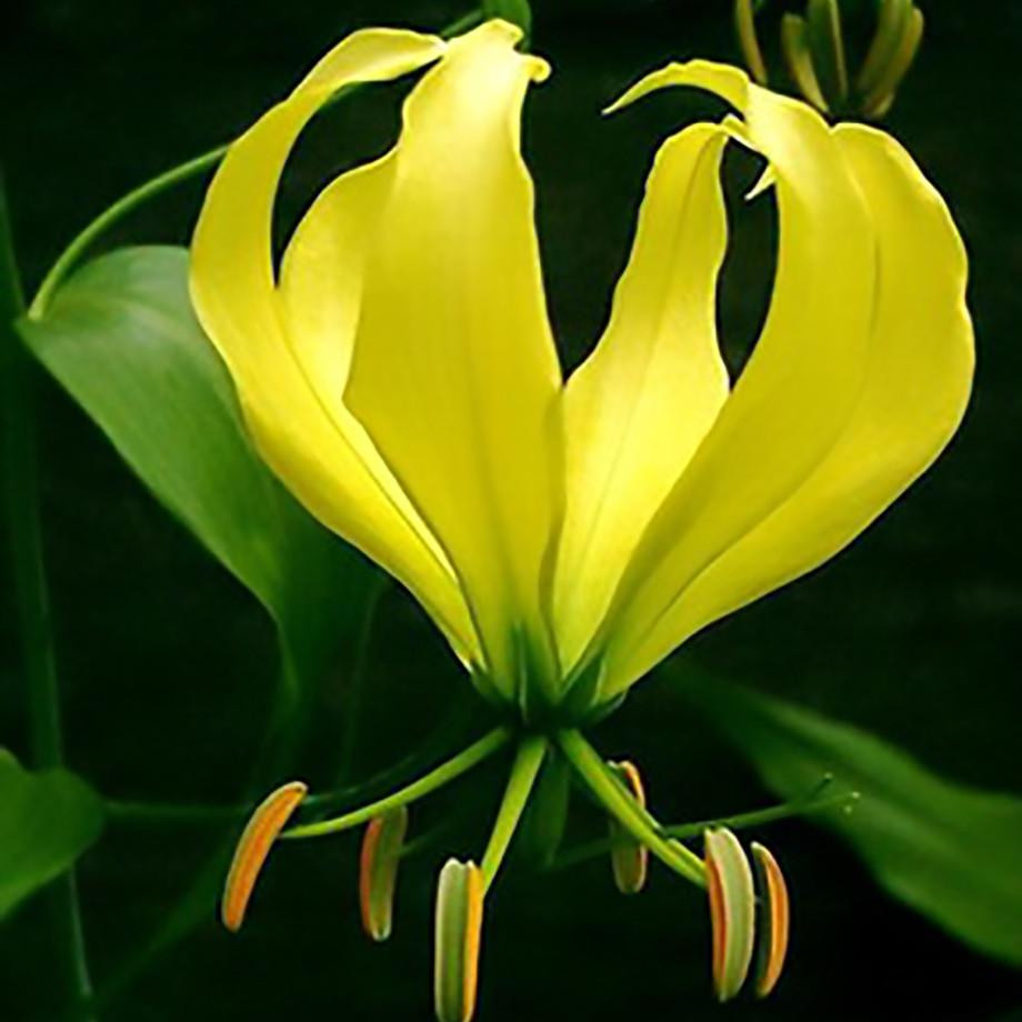 GLORISHA YELLOW FLOWER BULBS (PACK OF 5 PC)