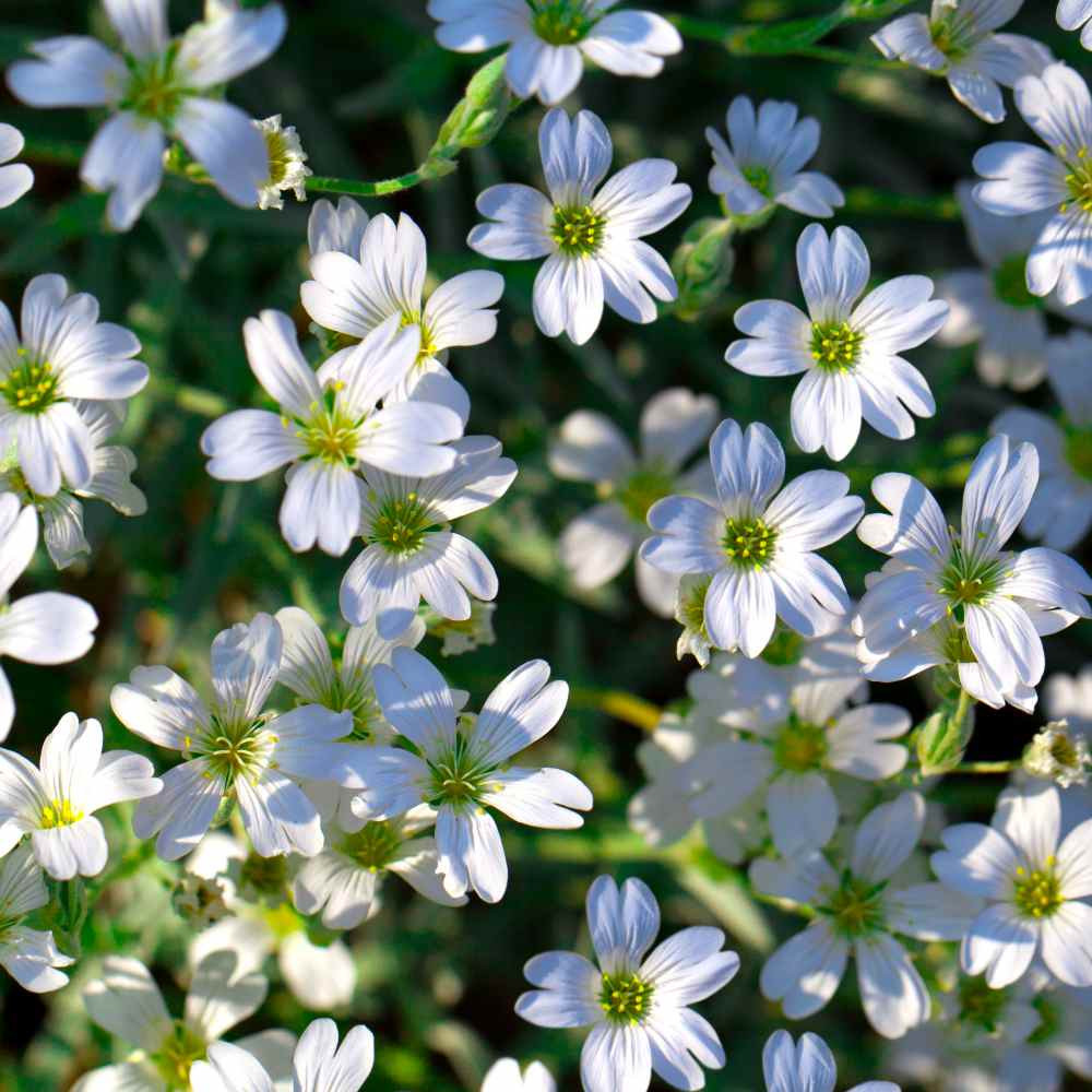 GYPSOPHILA WHITE FLOWER SEEDS