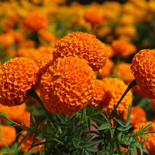 AFRICAN MARIGOLDS FLOWER SEEDS