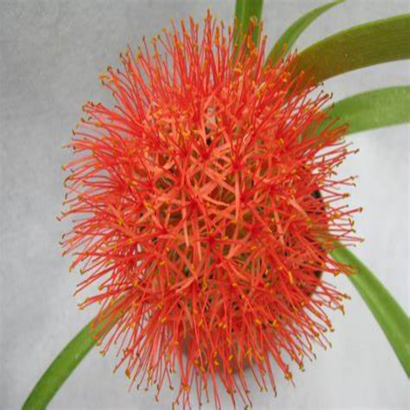 Football Lily Pink Variety Flower Bulbs (2 Bulbs in a Pack)