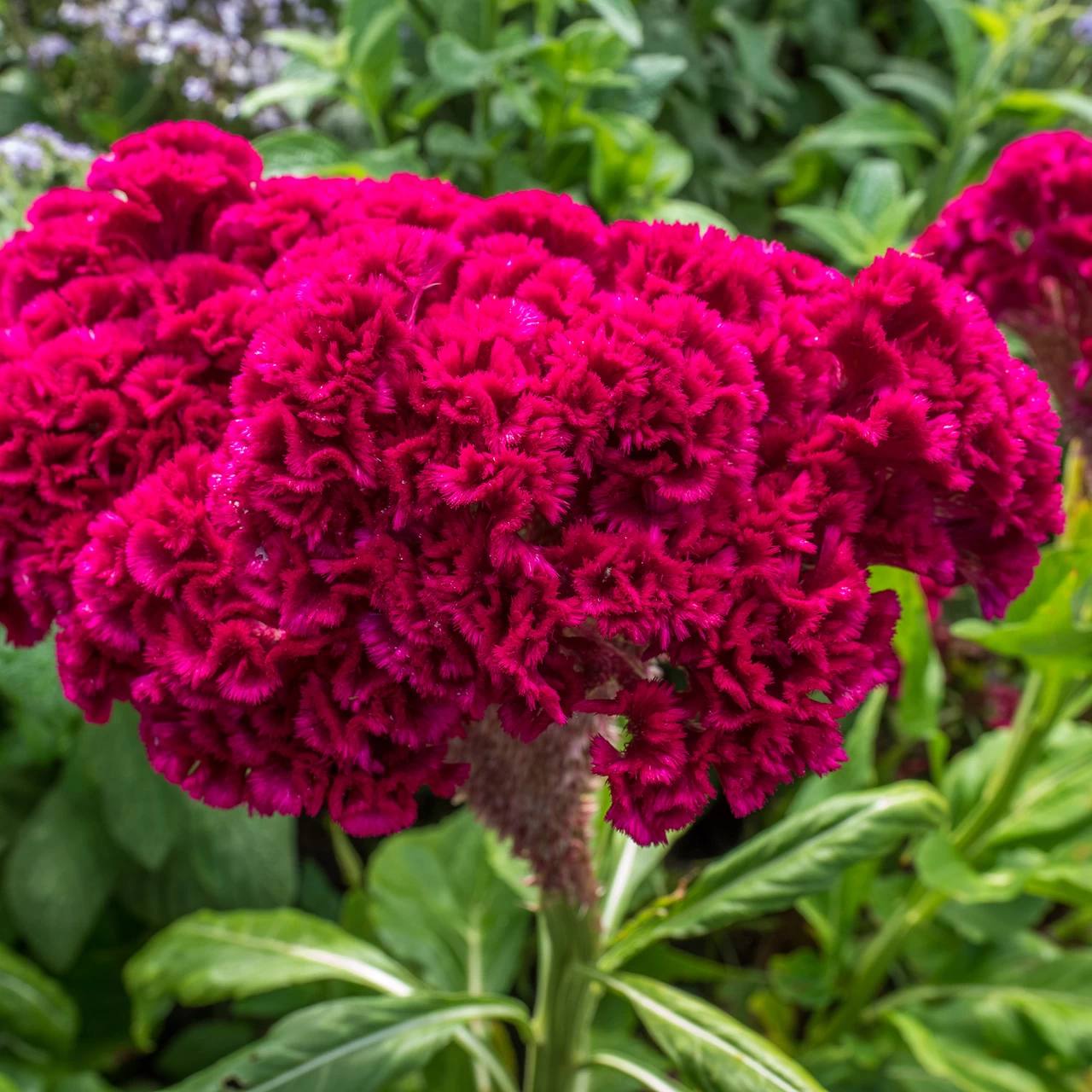 COCKSCOMB FLOWER SEEDS
