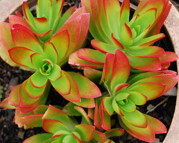 CRASSULA COMFIRE SUCCULENT PLANT (PACK OF 1 PLANT)