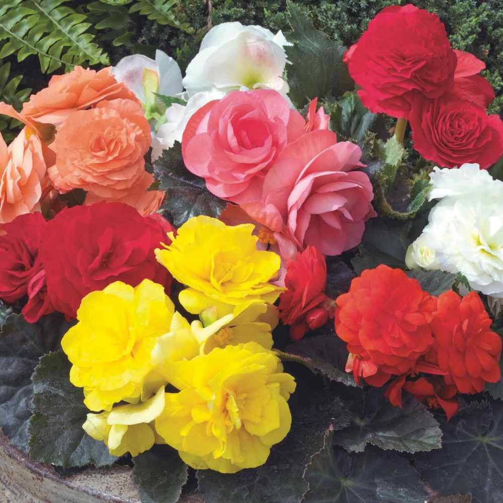 (COMBO PACK) BEGONIA TUBEROUS 5 PC