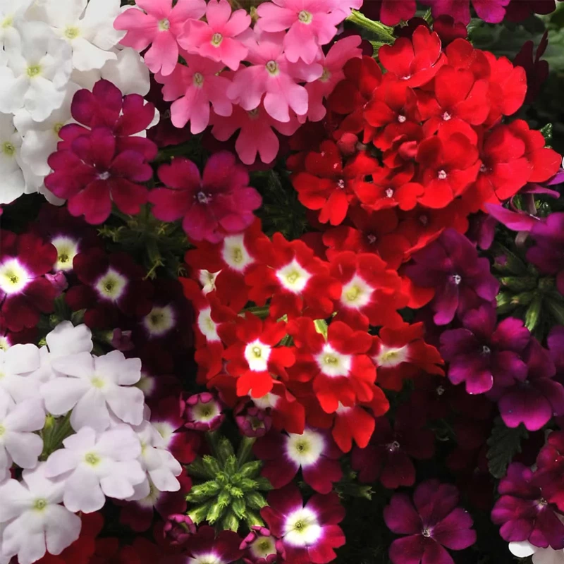 VERBENA FLOWER SEEDS