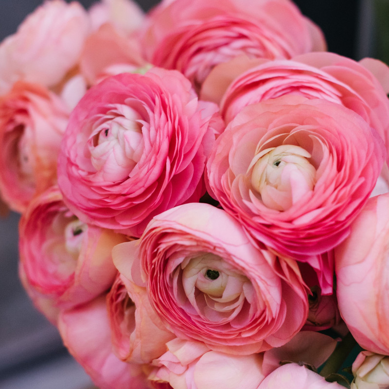 RANUNCULUS PINK VARITEY FLOWER BULBS (PACK OF 20 PCS)