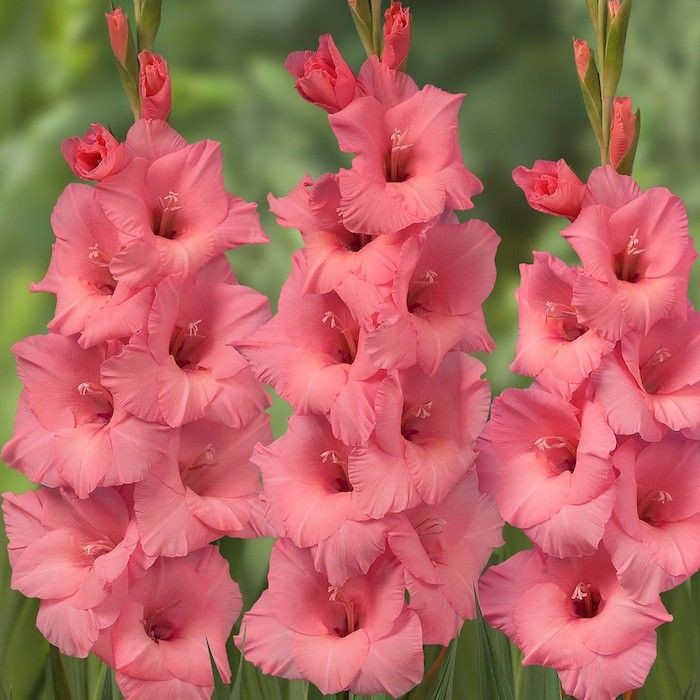 GLADIOLUS-FORTAROSA, VARIETY FLOWER BULBS (PACK OF 20 PCS)