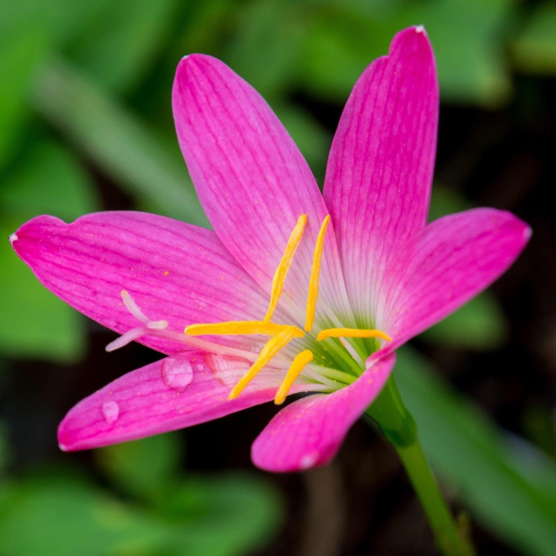 Zephyranthus/Rain Lilly Rose Variety Flower Bulbs (2 Bulbs in a Pack)
