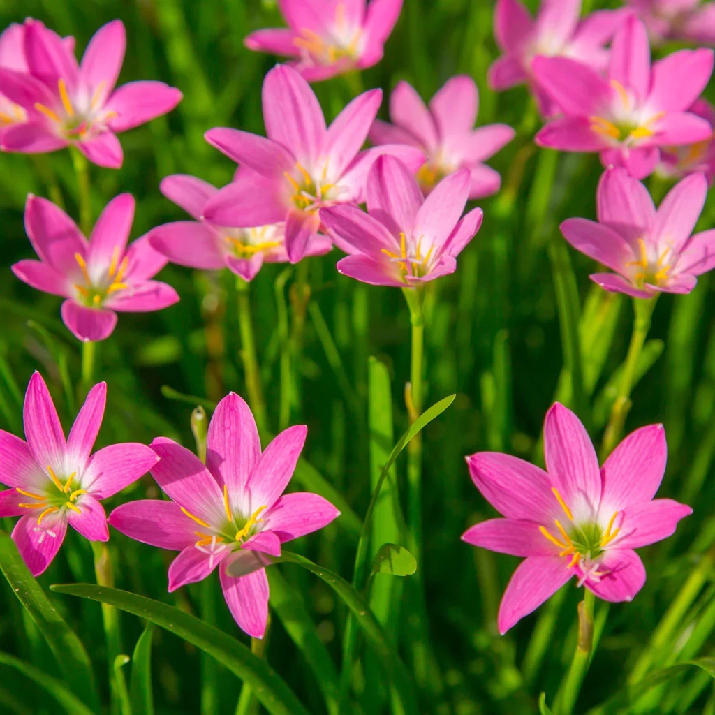 (COMBO PACK) RAIN LILY WHITE RAIN LILY PINK RAIN LILY ROSE RAIN LILY YELLOW-5