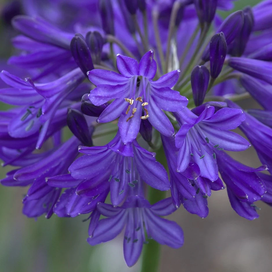 (COMBO PACK) AGOPANTHUS BLUE, AGAPANTHUS WHITE -5 PC