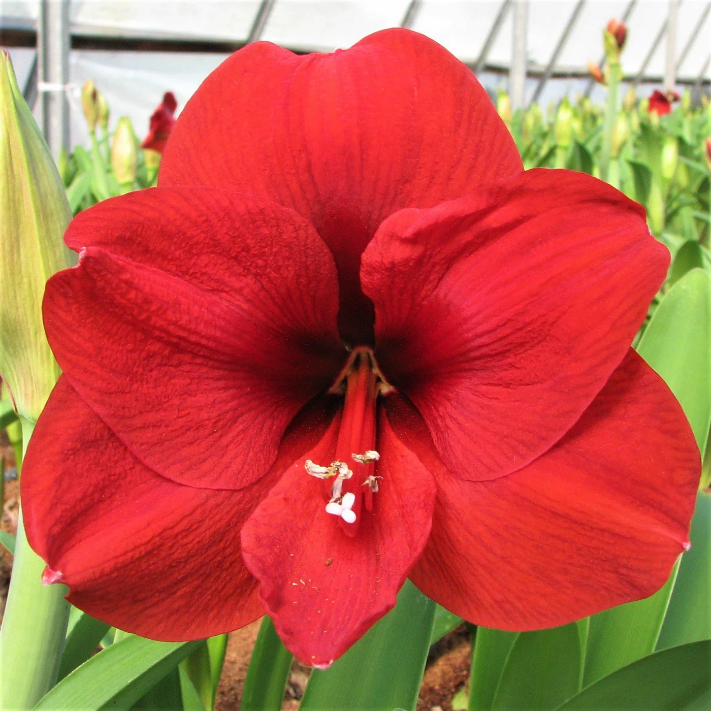 AMARAYLLS FLOWER BULBS (PACK OF 10 PC)