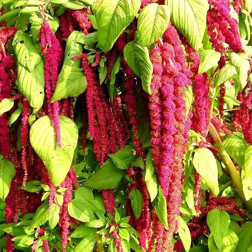 LOVE LIFS BLEEDING FLOWER SEEDS
