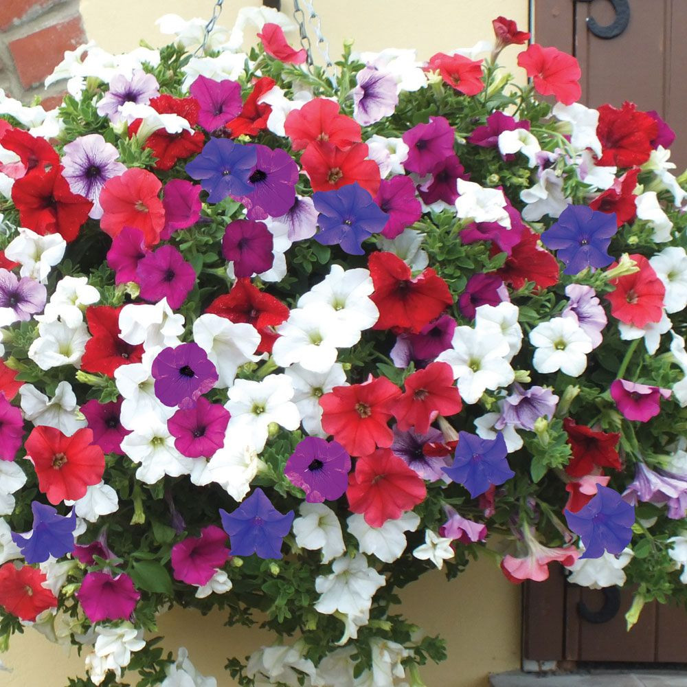 PETUNIA FLOWER SEEDS