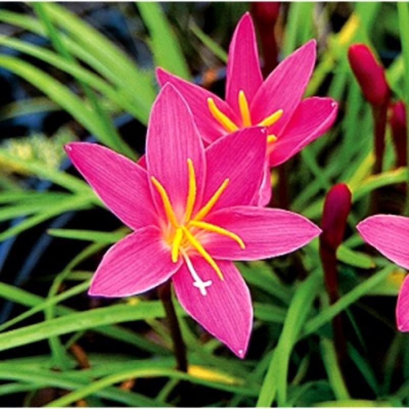 RAIN LILY ROSE FLOWER BULBS (PACK OF 50 PC)