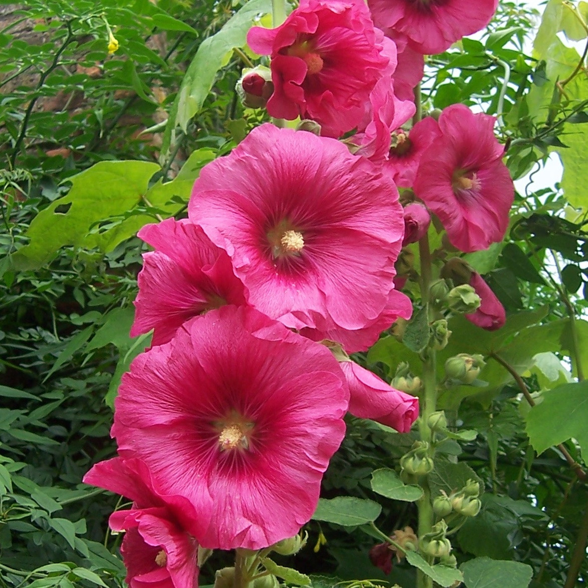 HOLLYHOCKS FLOWER SEEDS