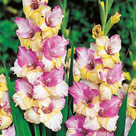 GLADIOLUS-MON AMOR, VARIETY FLOWER BULBS (PACK OF 20 PCS)