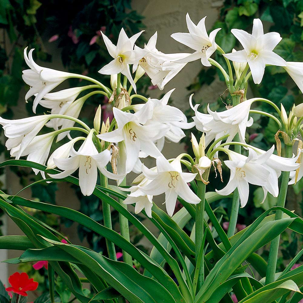 (COMBO PACK) CRINIUM WHITE, CRINIUM PINK, CRINIUM RED-5 PC