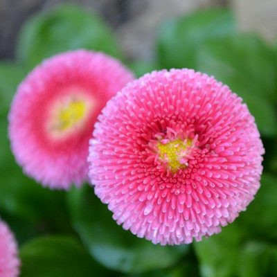 DAISY FLOWER SEEDS