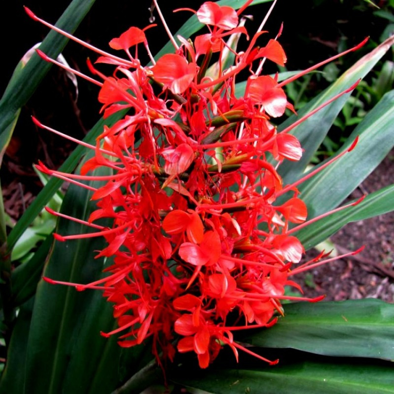 (COMBO PACK) GINGER LILY WHITE, GINGER LILY YELLOW GINGER LILY RED -5 PC