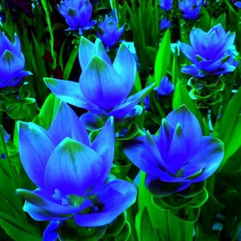 (COMBO PACK) CORCUMA BLUE, CORCUMA WHITE, CORCUMA PINK-5 PC