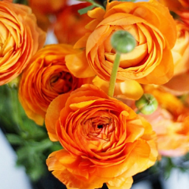RANUNCULUS ORANGE VARITEY FLOWER BULBS (PACK OF 20 PCS)