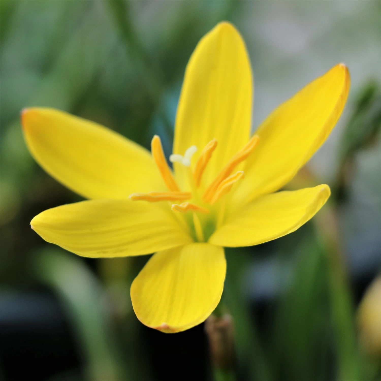 RAIN LILY YELLOW FLOWER BULBS (PACK OF 50 PC)