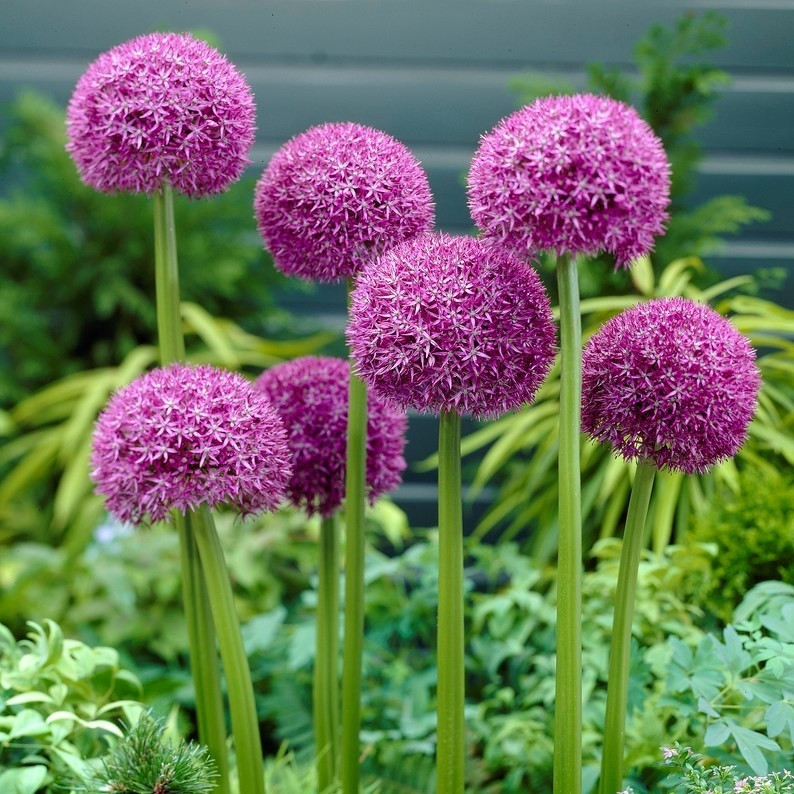 Allium Purple Variety Flower Bulbs (2 Bulbs in a Pack)