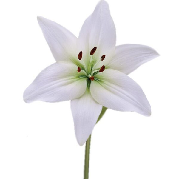 EUCARISH FLOWER BULBS (PACK OF 15 PC)