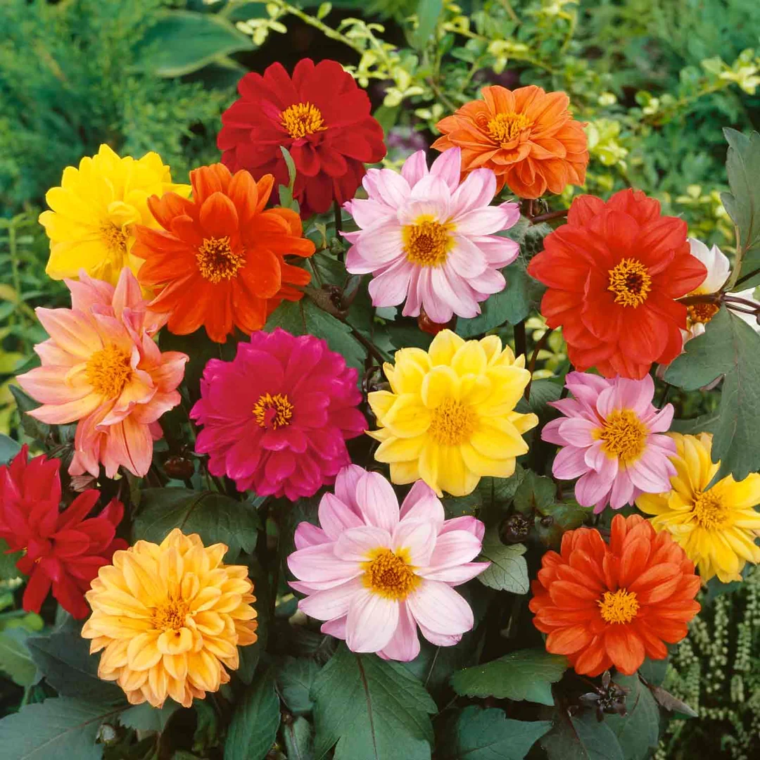 DAHLIA FLOWER SEEDS