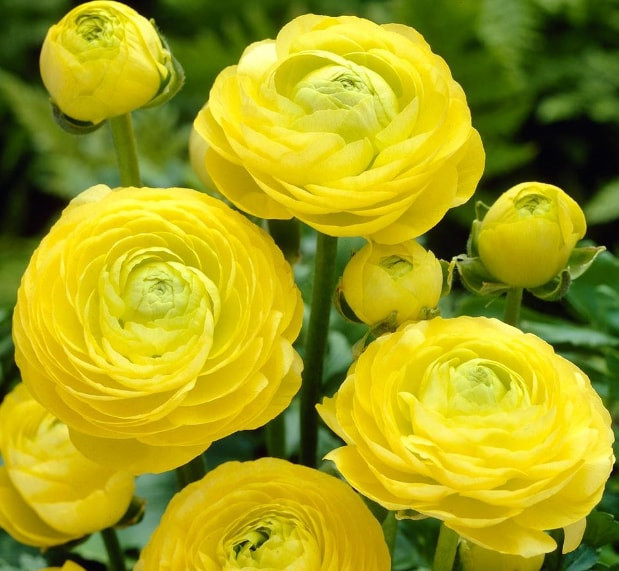 RANUNCULUS YELLOW VARITEY FLOWER BULBS (PACK OF 20 PCS)