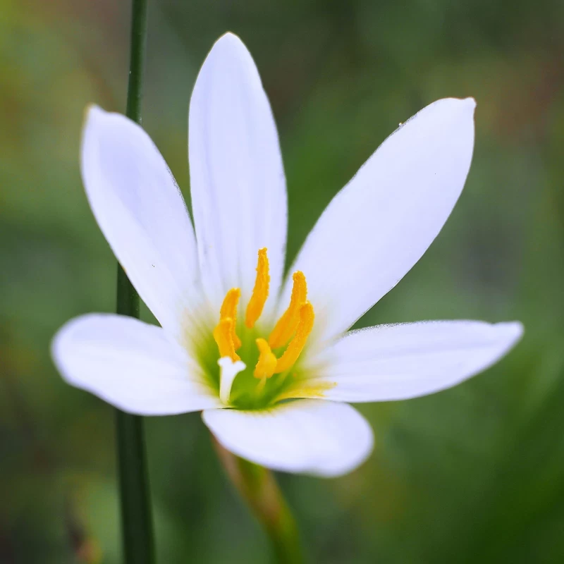 RAIN LILY WHITE FLOWER BULBS (PACK OF 50 PC)