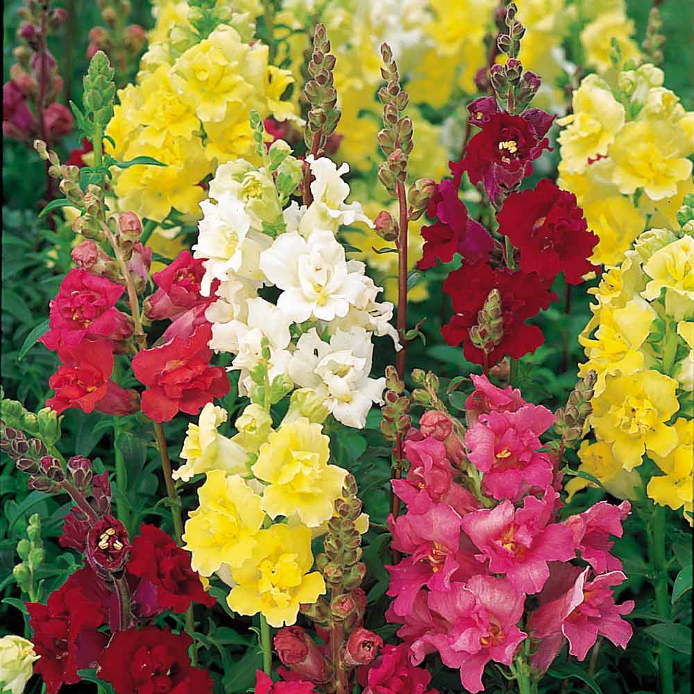 ANTIRRHINUM FLOWER SEEDS