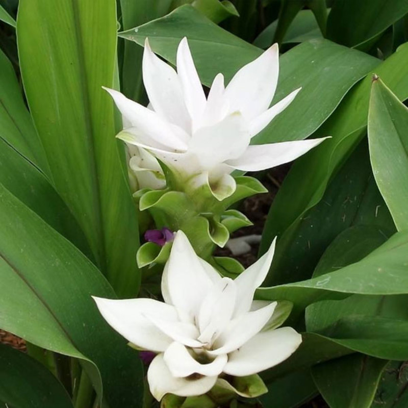 Curcuma White Variety Flower Bulbs (2 Bulbs in a Pack)